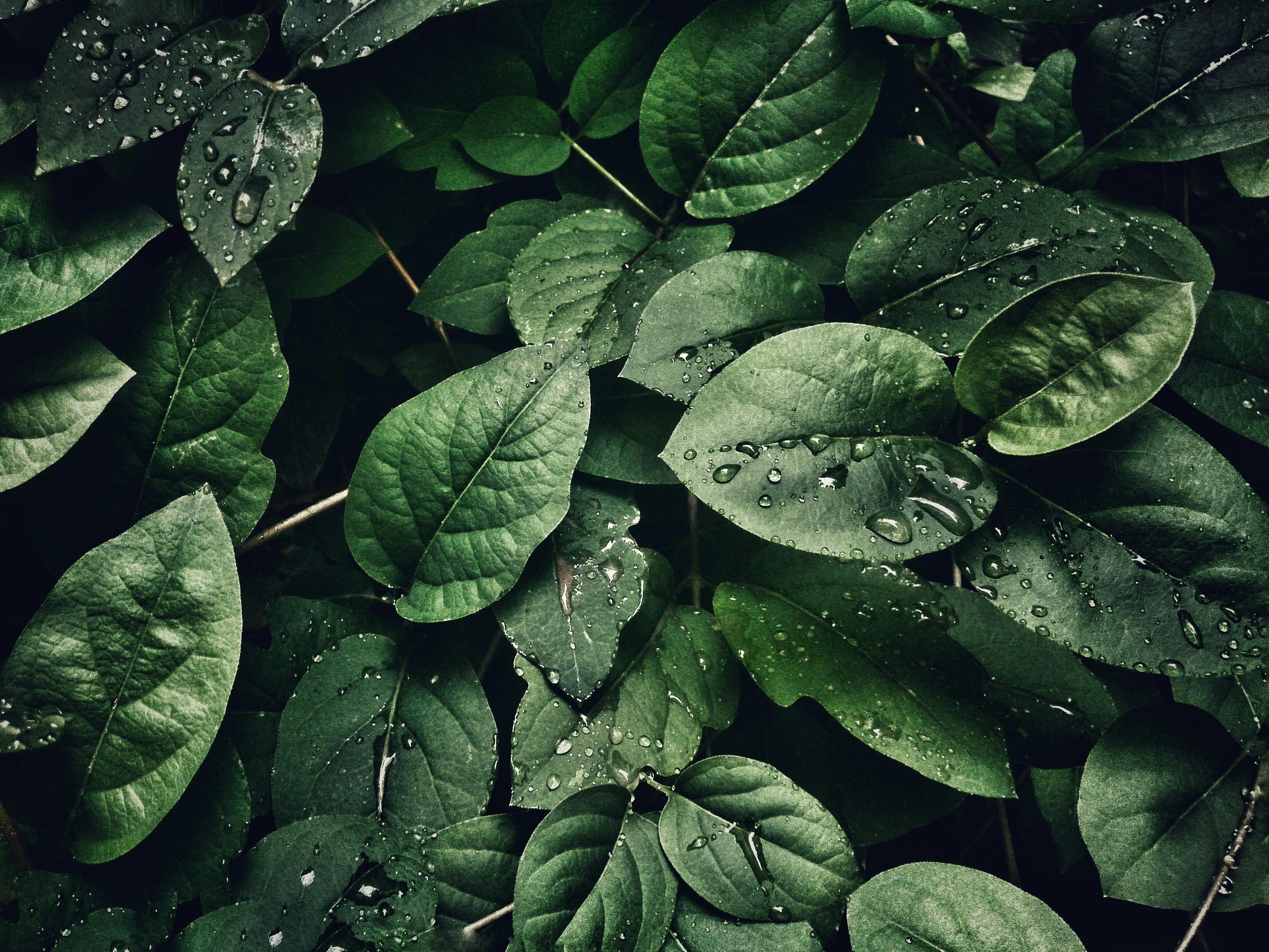 Nature Research
